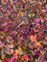 Fuglafit - fréttabréf Álftanesskóla